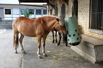 Braune pferde am heu futtern am bauernhof