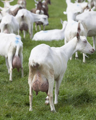 Obraz premium white goats in green grassy dutch meadow