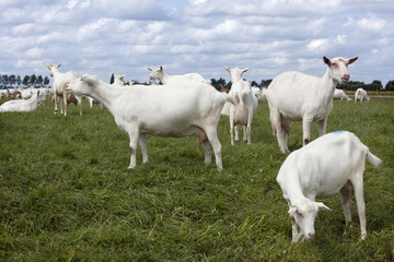 Fototapeta na wymiar white goats in green grassy dutch meadow
