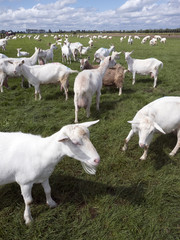 Obraz na płótnie Canvas white goats in green grassy dutch meadow