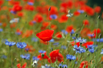 Obraz premium poppy field blooming in summer