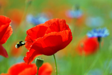 Obraz premium poppy field blooming in summer
