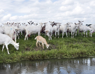 Fototapeta premium white goats in green grassy dutch meadow
