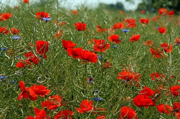 poppy field blooming in summer