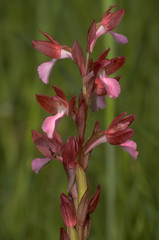 Orchidea (Orchis papilionacea) - ritratto fioritura