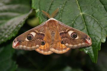 Kleines Nachtpfauenauge