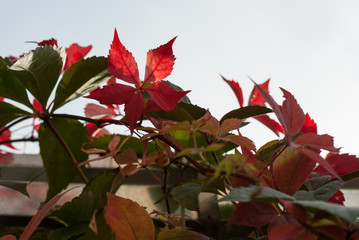 sky through the leaves