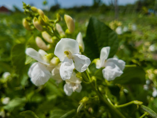 Pea plant with white blooms.