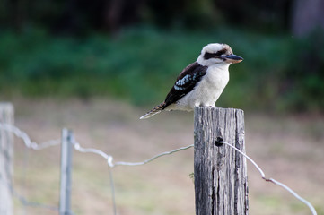 Kookaburra bird perched on rustic wooden post in Australian bush
