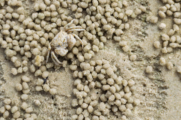 Small ghost crab making sand ball - obrazy, fototapety, plakaty