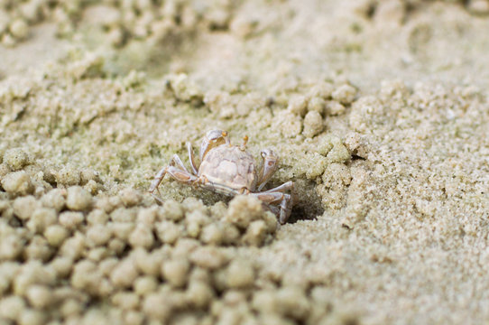 Small ghost crab making sand ball