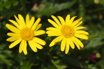 Gelbe Margeriten Blumen mit grünen Hinintergrund