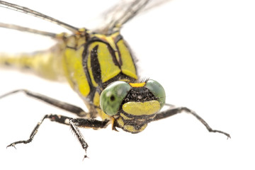 Common clubtail (Gomphus vulgatissimus) on a white background