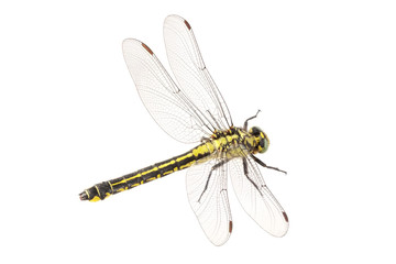 Common clubtail (Gomphus vulgatissimus) on a white background