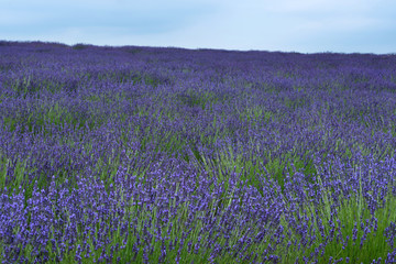 Fototapeta na wymiar Lavendel Felder bei Entrevennes, Provence Frankreich