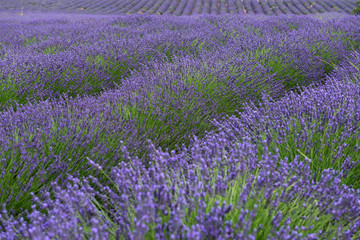 Obraz na płótnie Canvas Lavendel Felder bei Entrevennes, Provence Frankreich
