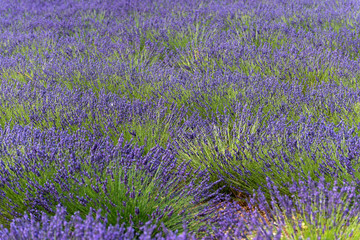 Lavendel Felder bei Entrevennes, Provence Frankreich
