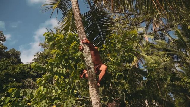 Balinese man climbing on top of palm tree, smiling