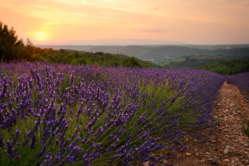 Naklejka premium Lavendel Felder bei Entrevennes, Provence Frankreich