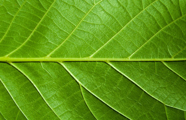 leaf texture