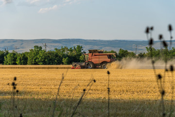 Combine harvesting the field of wheat on a sunset