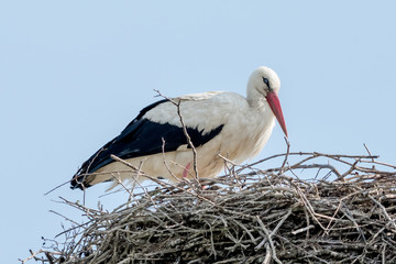 Ein Weißstorch (Ciconia ciconia)