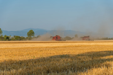Fototapeta premium Harvester machine to harvest wheat field working