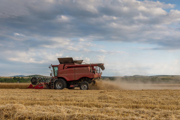 Fototapeta premium Harvester machine to harvest wheat field working