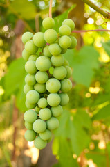 Grapes In Vineyard 