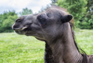 Headshot of an camel