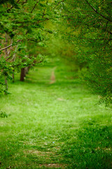 Fototapeta na wymiar Green lawn, background.