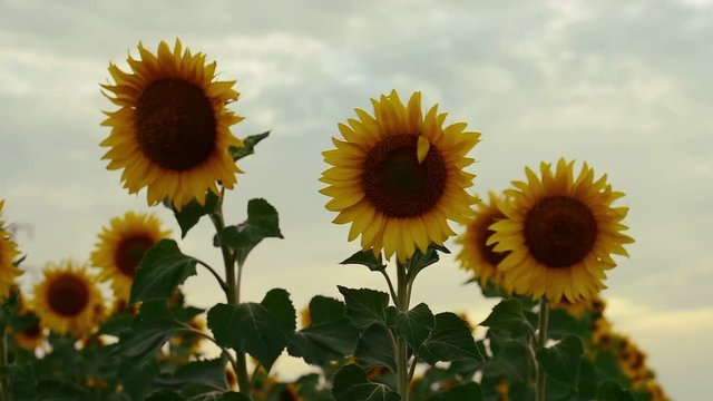 Sunflower heads swaying in windy countryside landscape in sunset