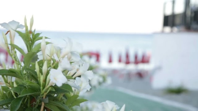 Mano di una ragazza che sta toccando dei fiori bianchi