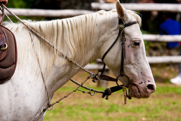 criniera del cavallo