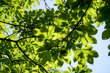 新緑のトチノキ