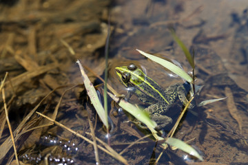 トノサマガエル