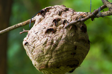Asian paper wasp with dry branches in thailand,Hornet,Dangerous insect,Carnivore,mandible sharp,Vespaaffinis,wasp net.