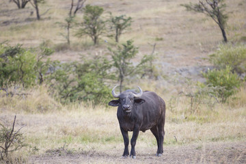 Fototapeta premium Buffalo