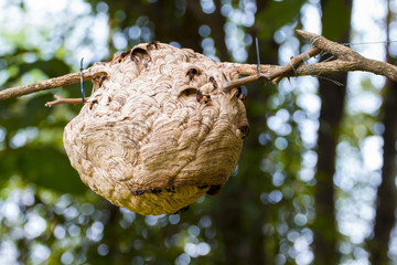 Asian paper wasp with dry branches in thailand,Hornet,Dangerous insect,Carnivore,mandible sharp,Vespaaffinis,wasp net.