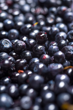 Blueberry background. Ripe and juicy fresh picked blueberries closeup