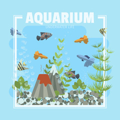 Cartoon vector home aquarium illustration with water, plants and fish.