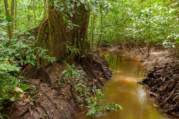 Fototapeta na wymiar Small jungle river in borneo