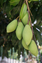 Close up Mangoes on mango tree