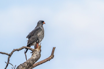 Dark Chanting-Goshawk in Kruger National park, South Africa