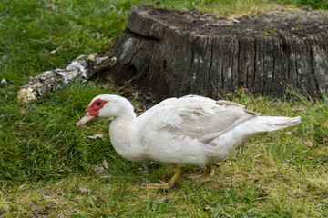 Canard de Barbarie, femelle, Cairina moschata