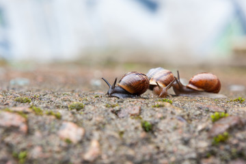 Group of small snails