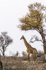 Giraffe in Kruger National park, South Africa