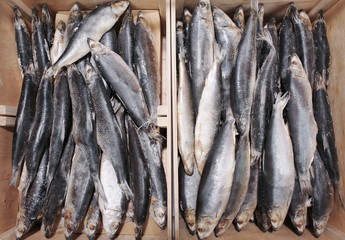 Fototapeta premium Frozen fish in supermarket