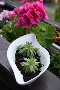 Sempervivum und Geranien