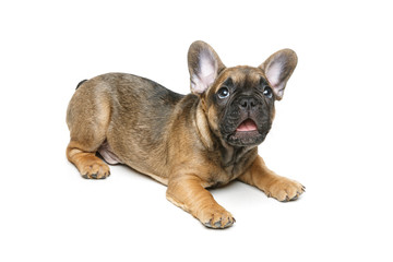 Obraz premium cute french bulldog puppy